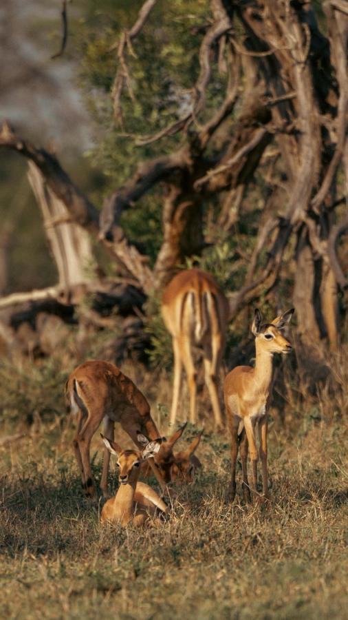 Nomads Den Private Villa With Heated Pool On Hoedspruit Wildlife Estate Riverbed Exterior foto